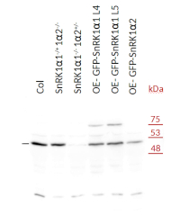 SnRK1alpha1 | SNF1-related protein kinase catalytic subunit alpha KIN10 in the group Antibodies Plant/Algal / Plant Developmental Biology / Plant Signal Transduction at Agrisera AB (Antibodies for research) (AS21 4581)